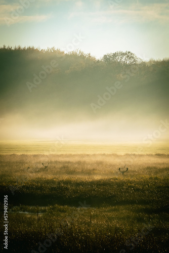 Deer on a foggy morning