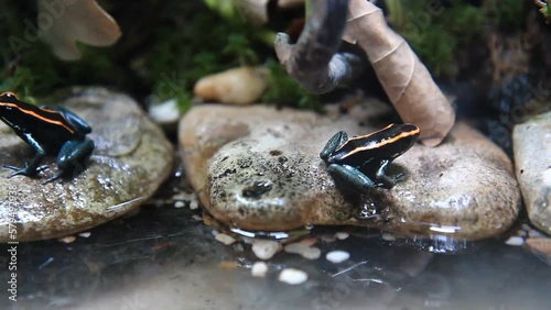 Poison frogs - Phyllobates vittatus. photo