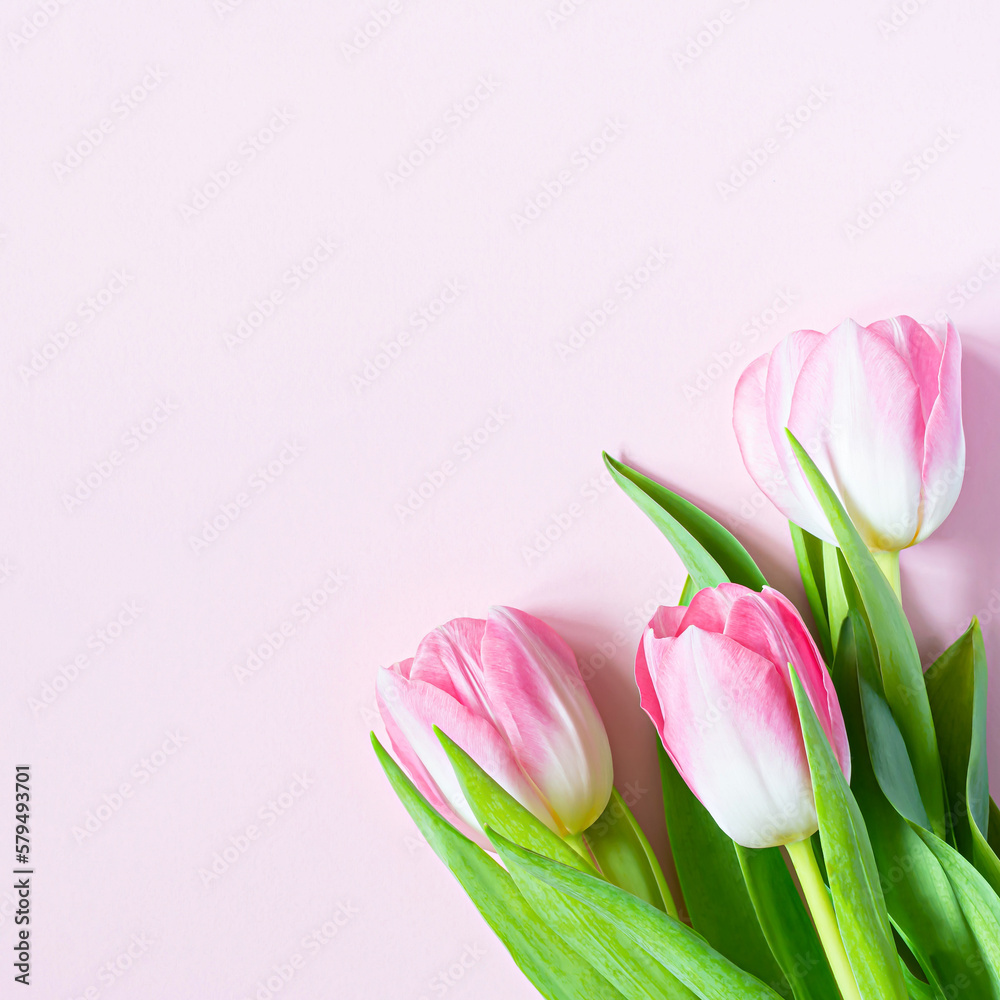 Bouquet of pink tulips on pink background. Greeting card for mother's day, women's day March 8, Valentine's day. Celebration of spring holidays. Flat lay from flowers, top view, copy space.