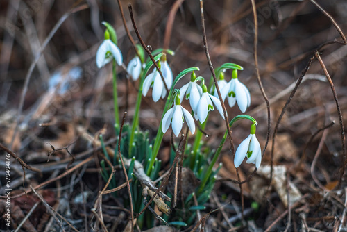 Perce-neiges