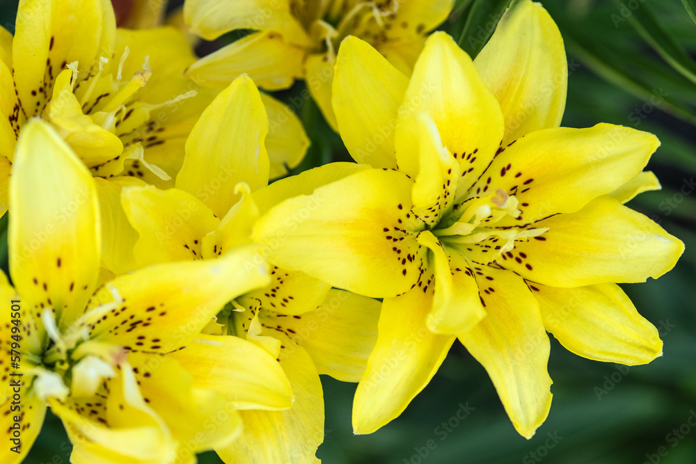 Obraz premium Bright yellow lily flowers on a natural background. Selective focus