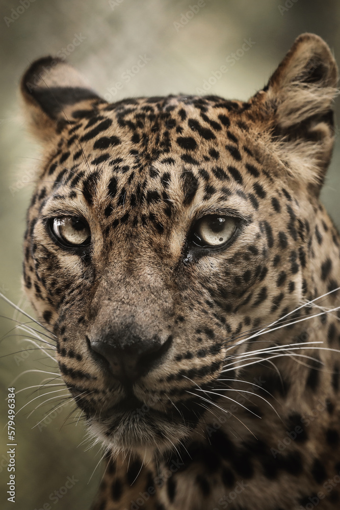 Obraz premium portrait of a leopard