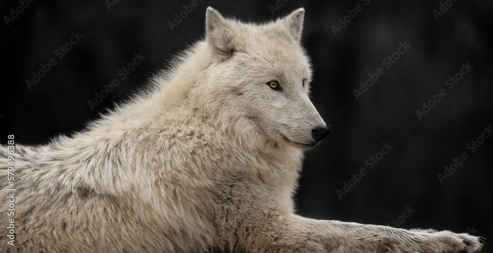 Obraz premium Wolf