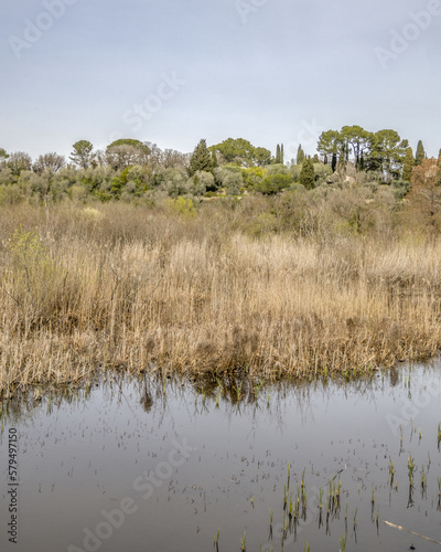 Paysage du Sud de la France avec un étang et une colline boisée entourant une roselière