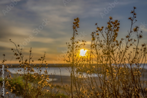 Fleurs dans la lueur dorée d'un coucher de soleil en bord de mer