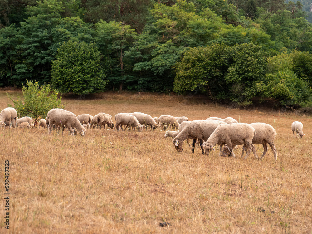 A flock of sheep grazes on the meadow in front of the forest A flock of sheep grazes on the meadow in front of the forest