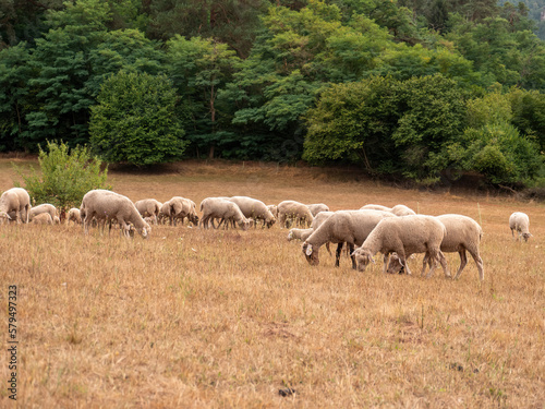 A flock of sheep grazes on the meadow in front of the forest