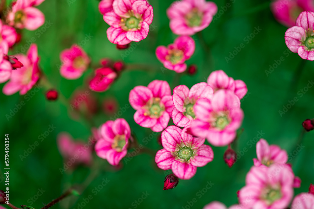 Fototapeta premium Saxifrage flowers plant in garden. Beautiful pink saxifrage closeup macro. Floral background of moss saxifrage in floral garden. Springtime with beautiful flowers in garden