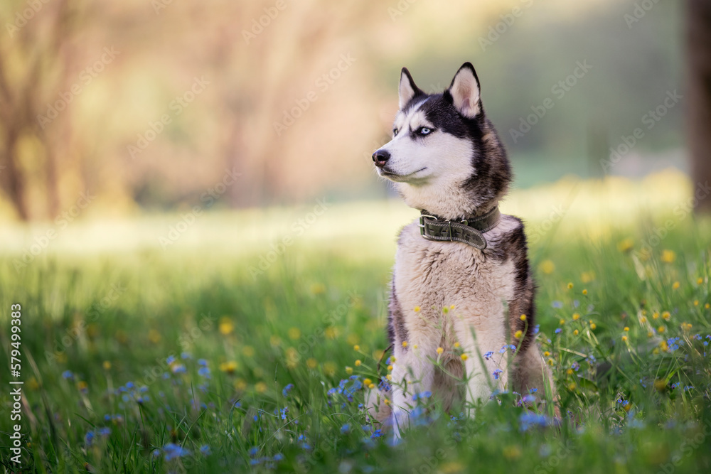 A charming dog of the Siberian Husky breed walks in a collar in nature in the park.