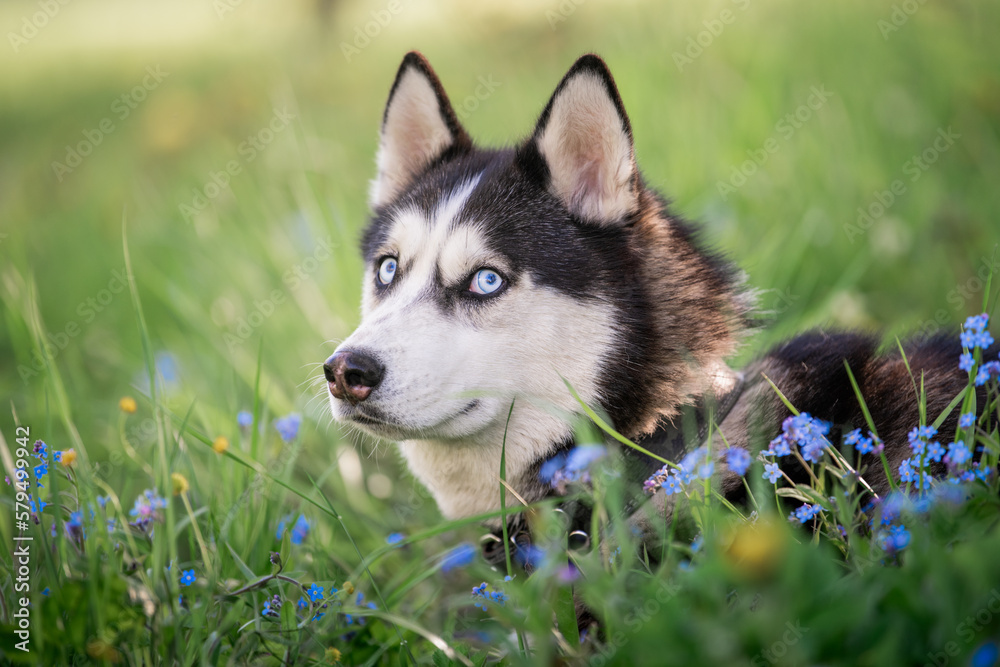 Funny dog. Portrait of a blue-eyed Siberian Husky cunningly looks to the side among forget-me-nots.