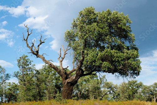 Arbol quemado