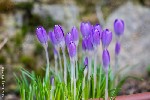 Purple flowers of Crocus tommasinianus plant with blurred background