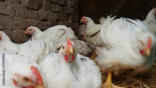 White hens with red scallops in a chicken coop. Chicken production, poultry farming, agriculture. Hens and roosters sit on the hay, walk, shake their heads and wings. Chickens are looking at camera.