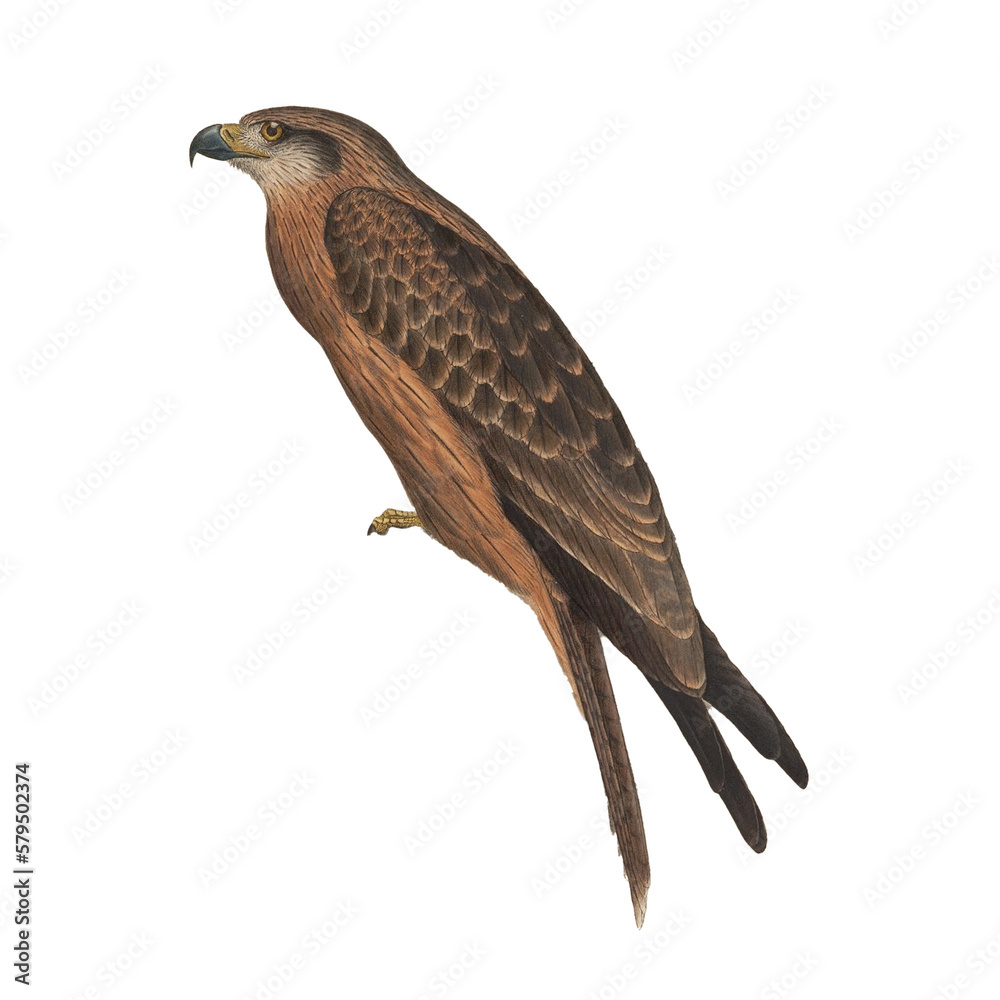 Fototapeta premium Botanical illustration of different types of birds