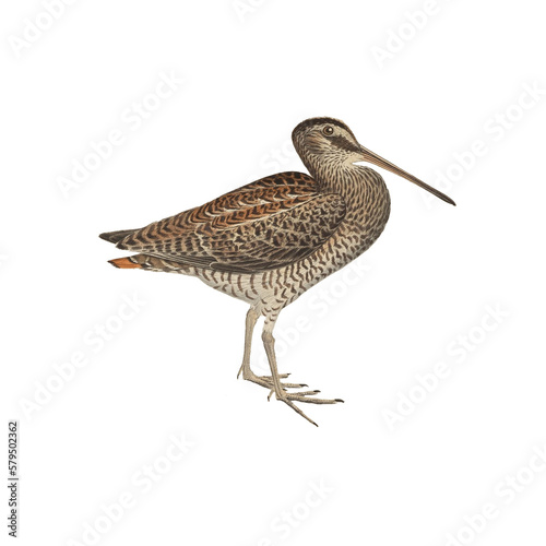 Botanical illustration of different types of birds