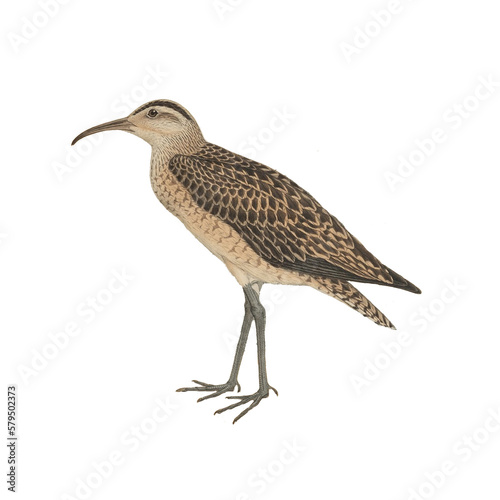 Botanical illustration of different types of birds