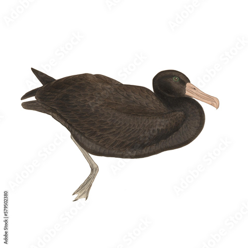 Botanical illustration of different types of birds