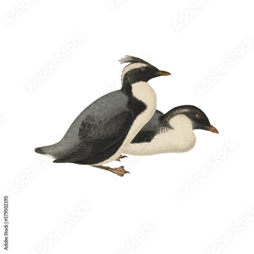 Botanical illustration of different types of birds