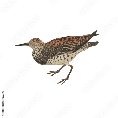 Botanical illustration of different types of birds