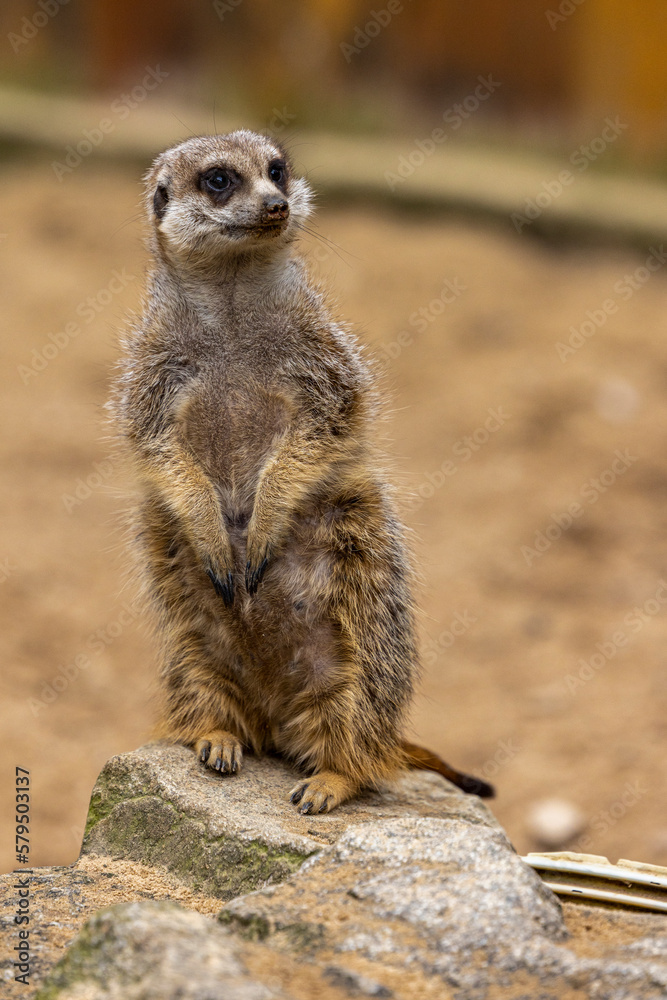 Fototapeta premium ein Erdmännchen
