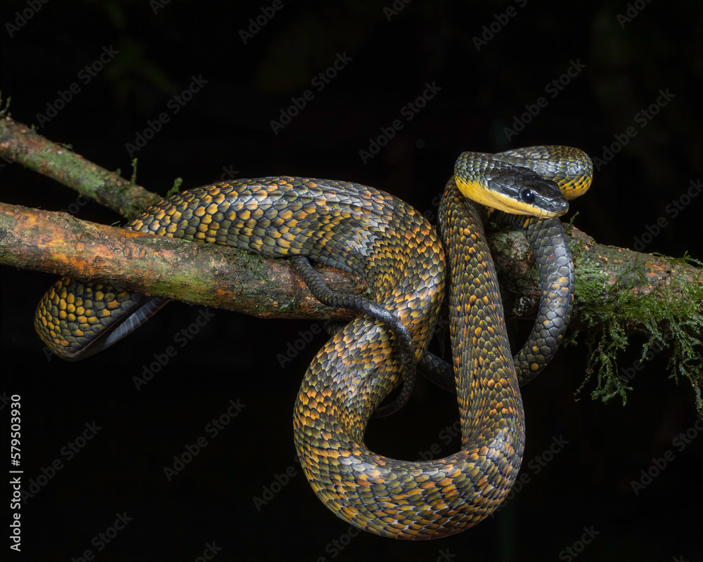 Fototapeta premium Neotropical Bird eating snake (Phrynonax poecilonotus)