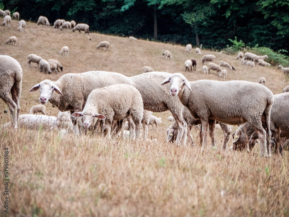 A flock of sheep grazes on the meadow in front of the forest A flock of sheep grazes on the meadow in front of the forest