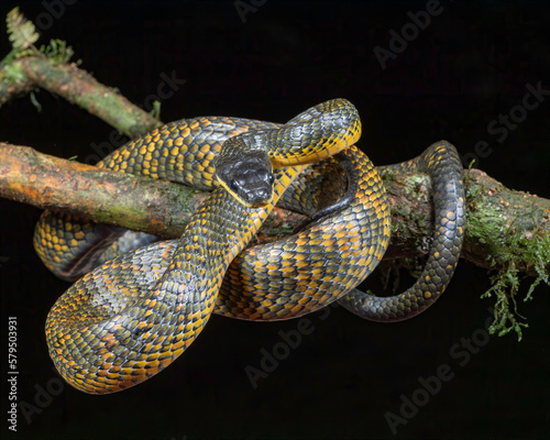 Neotropical Bird eating snake (Phrynonax poecilonotus) photo