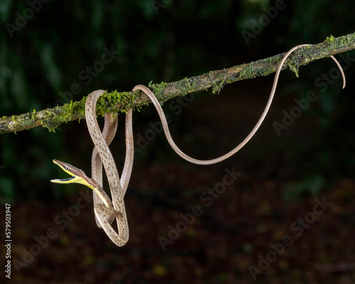 Brown Vine snake or Mexican vine snake (Oxybelis aeneus) photo