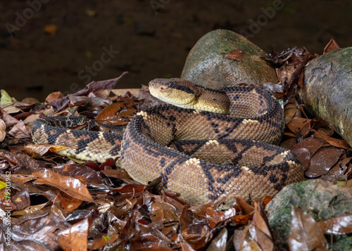 Bushmaster (Lachesis), the deadliest snake bite in the world, Costa Rica photo