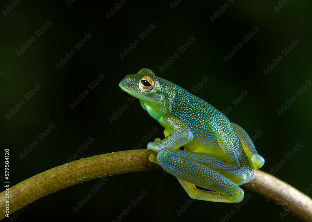 Obraz premium Granular Glass-frog (Cochranella granulosa), Costa Rica