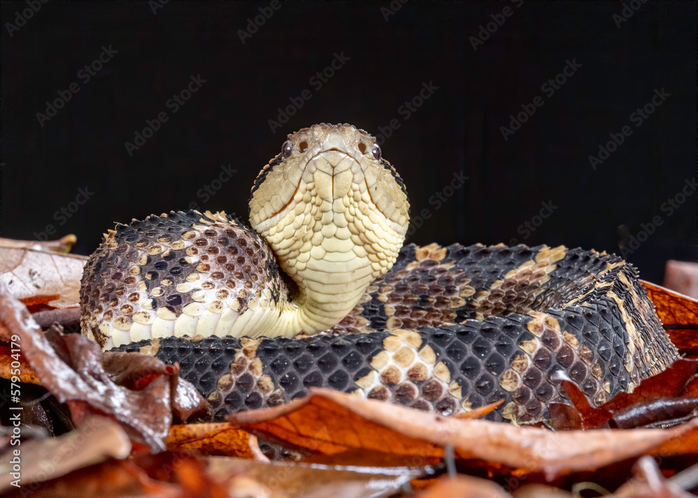 Jumping Pit Viper or Picado's jumping pitviper (Atropoides picadoi
