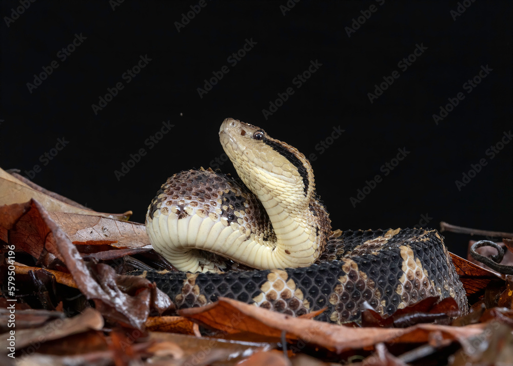 Jumping Pit Viper or Picado's jumping pitviper (Atropoides picadoi