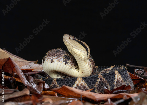 Jumping Pit Viper or Picado's jumping pitviper (Atropoides picadoi), Costa Rica photo
