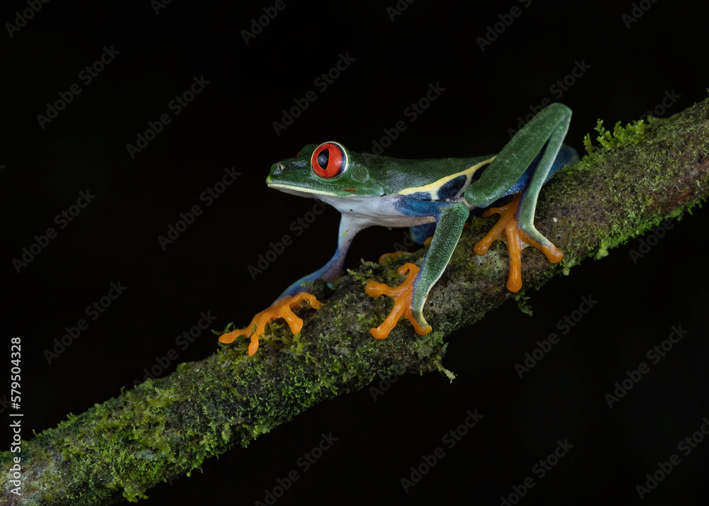 Obraz premium Red-eyed Tree Frog (Agalychnis callidryas), Costa Rica