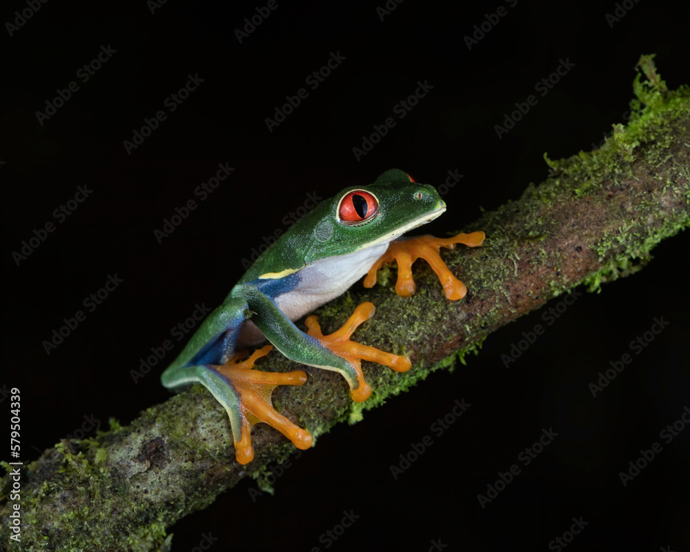Obraz premium Red-eyed Tree Frog (Agalychnis callidryas), Costa Rica