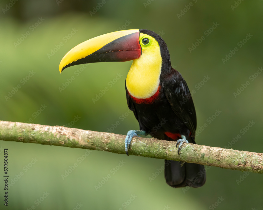 Obraz premium Yellow-throated Toucan (Ramphastros ambiguus), Costa Rica