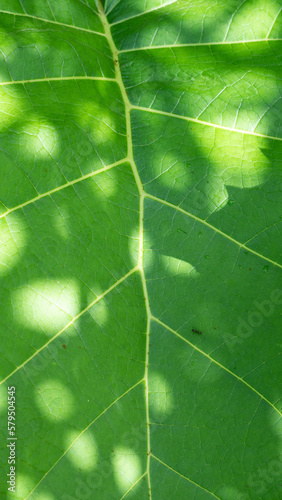 detalhe da folha do lulo ou naranjilla photo