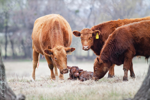 Cow and Calf Pair in spring calving season, newborn calf is still wet from birth, the cow herd meets the new baby animal.