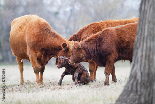Fotografie Cow and Calf Pair in spring calving season