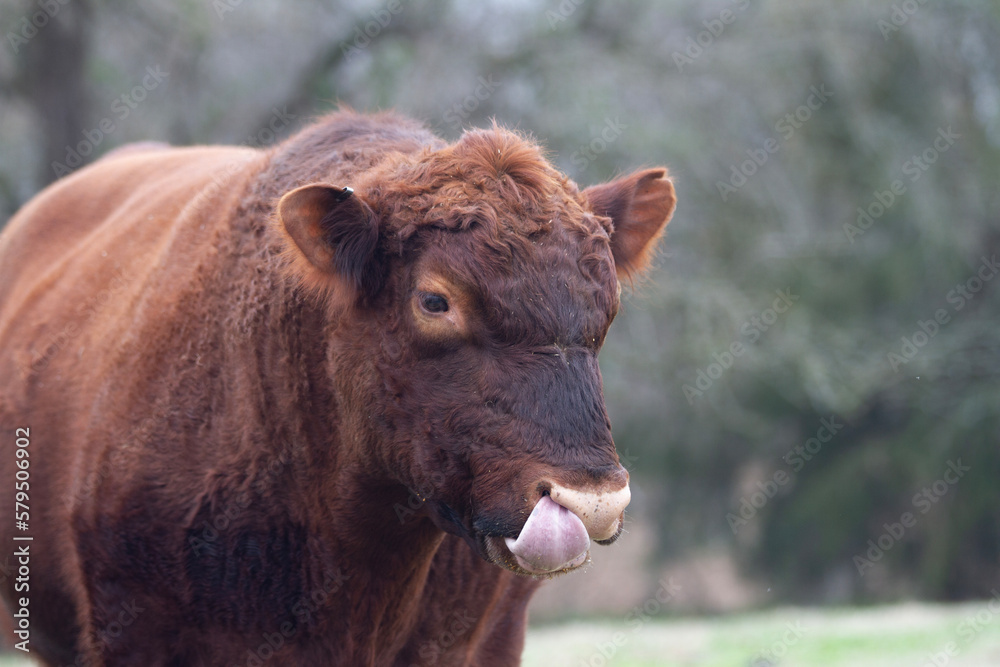 Fototapeta premium Red Angus Bull, closeup of face, tongue out