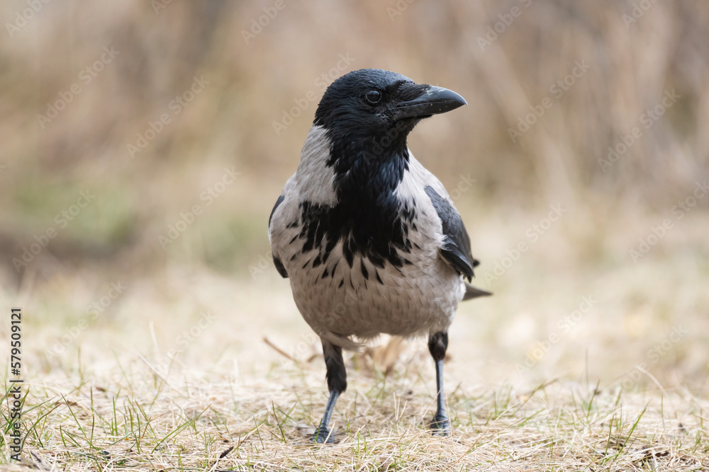 Bird Hooded Crow Corvus cornix in the wild