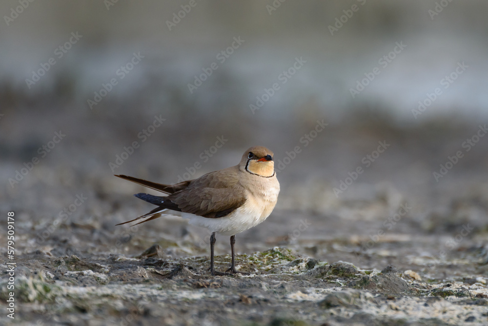 Collared Pratincole Glareola pratincola. In the wild Collared Pratincole Glareola pratincola. In the wild