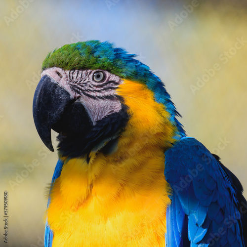 Blue and Yellow Macaw Ara ararauna. Close up