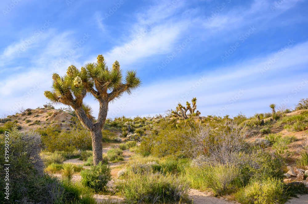 Landscape with Yucca brevifolia in Joshua Tree National Park, California, USA