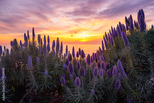 Sunset over the Pacific Ocean, view through beautiful purple Echium flowers at Victoria Beach in California, USA