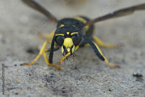 Frontal closeup of the Early mason wasp, Ancistrocerus nigricornis © Henk