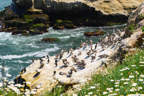 Bird cliff rock La Jolla cove with brown Pelican and Brandt's cormorant, California, USA.  Ocean waves crushing at the rocky beach, cliff, pacific coast. 