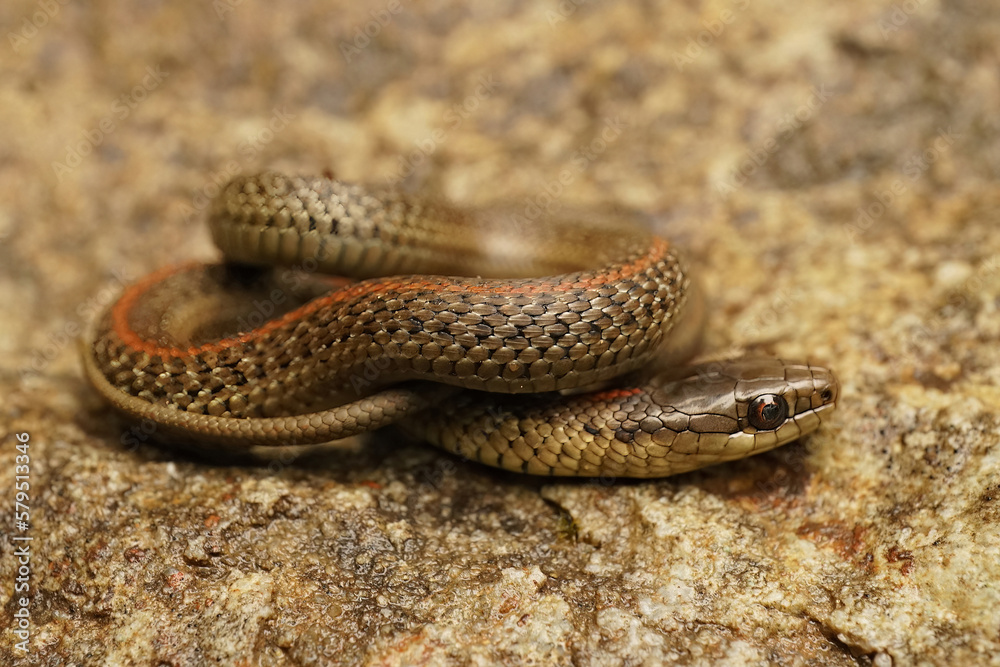 Fototapeta premium Closeup on a curled up juvenile Northwestern Gartersnake, Thamnophis ordinoides
