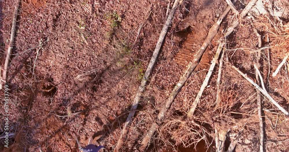 Skilled service worker can use sawing chain saw to selectively remove invasive species and promote biodiversity in forest ecosystem. Skilled service worker can use sawing chain saw to selectively remove invasive species and promote biodiversity in forest ecosystem.