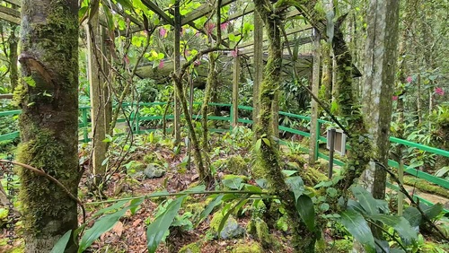 Exquisite view of green tropical forest like botanical garden in Malaysia